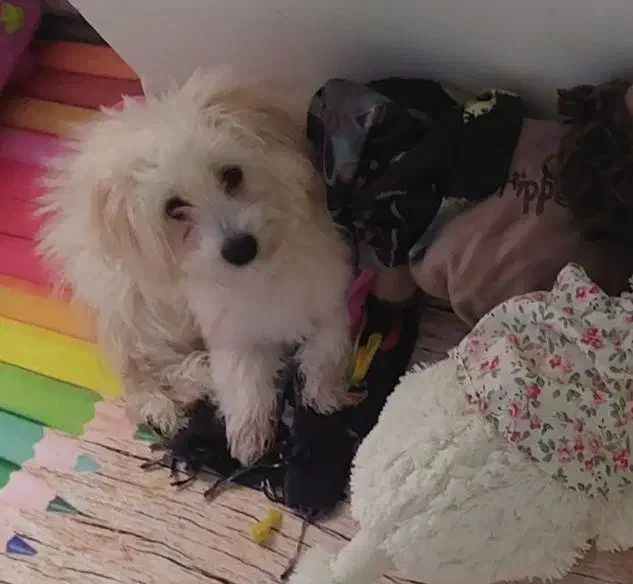 سگ نر یک و نیم ساله|سگ|ایزدشهر, |دیوار