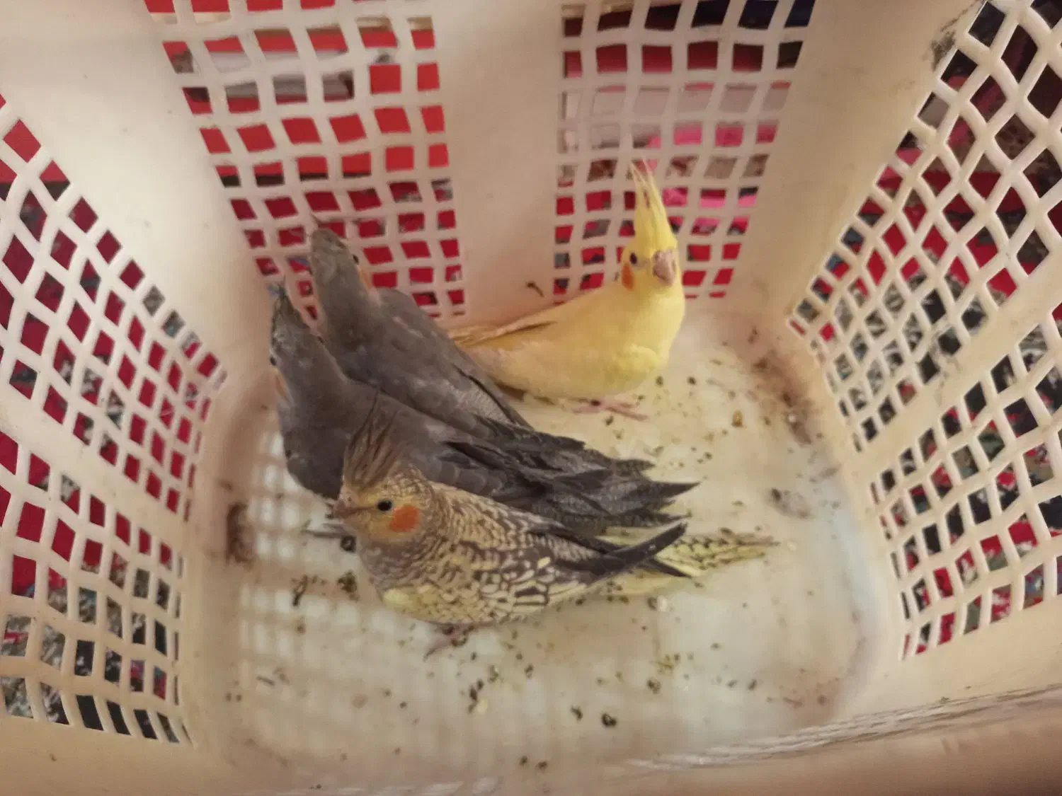 ۴عدد عروس هلندی|پرنده|پائین جام, |دیوار