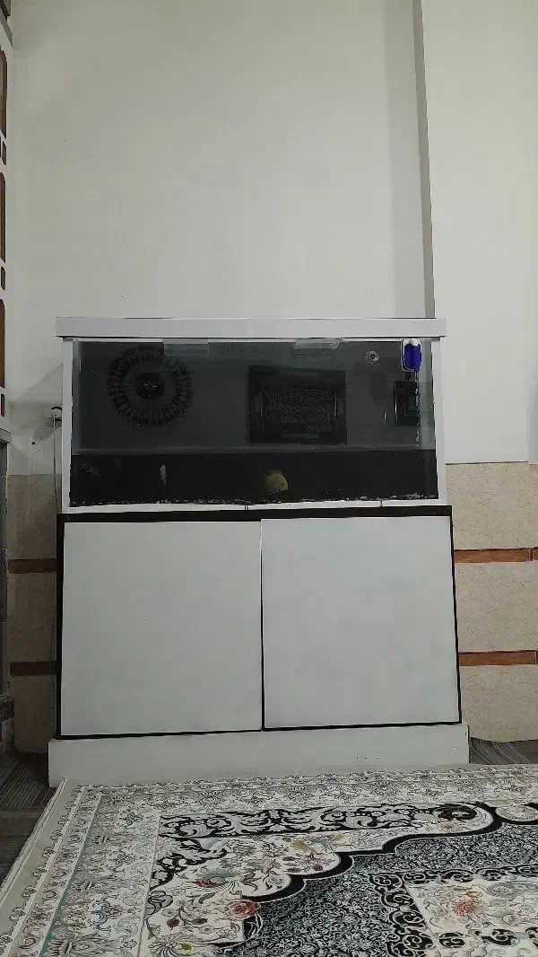 آکواریوم|ماهی|تربت جام, جامی|دیوار