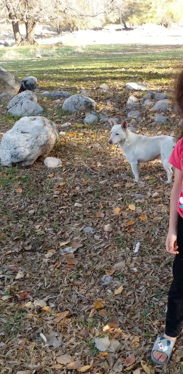 سگ گمشده نر|حیوانات|کرمانشاه, |دیوار