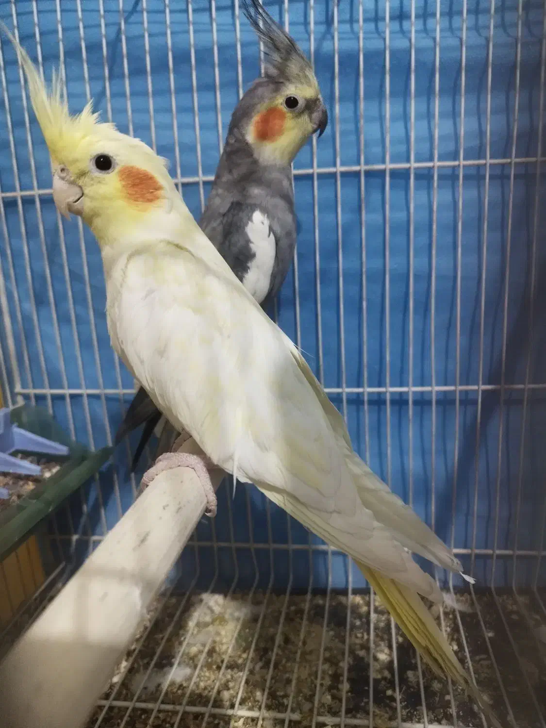 عروس هلندی ماده بالغ معاوضه با ماده بالغ|پرنده|مشهد, شهید قربانی|دیوار