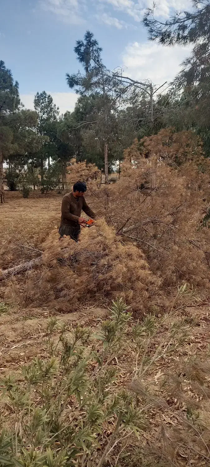 هرس درختاتن خطرناک|خدمات باغبانی و درختکاری|قم, بنیاد|دیوار