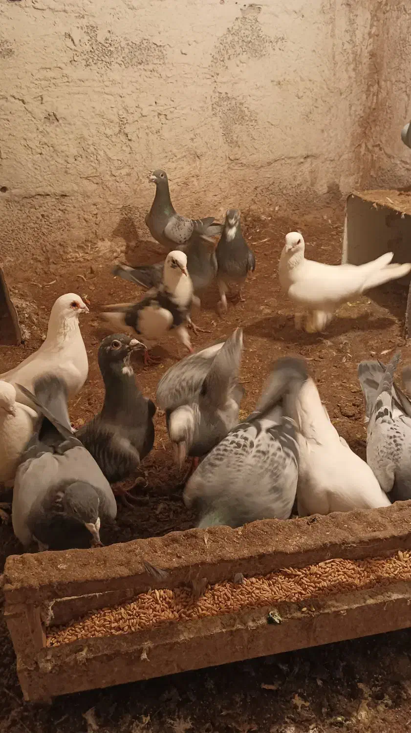 کبوتر شامی مسافتی|پرنده|باسمنج, |دیوار