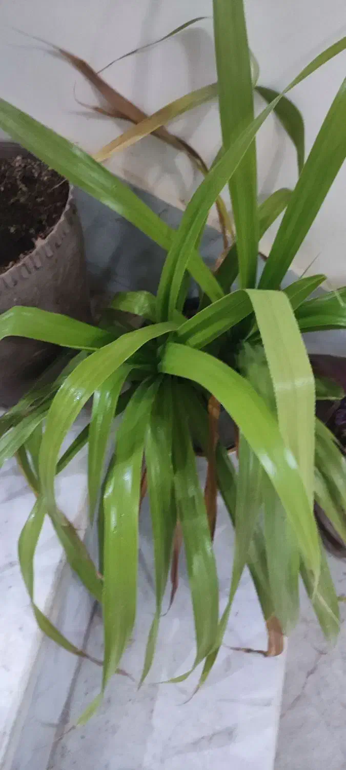 گل و‌گیاه|گل و گیاه طبیعی|کاشمر, |دیوار