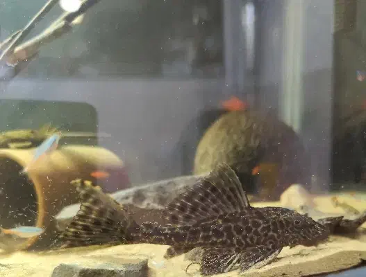 کت فیش|ماهی|کرمان, |دیوار