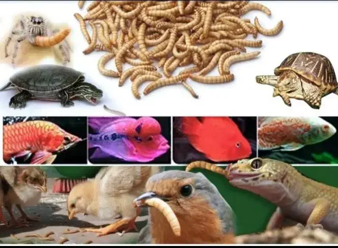 میلورم و سوپرورم آموزش و تجهیزات و تولیدات|خزنده|خمینیشهر, |دیوار