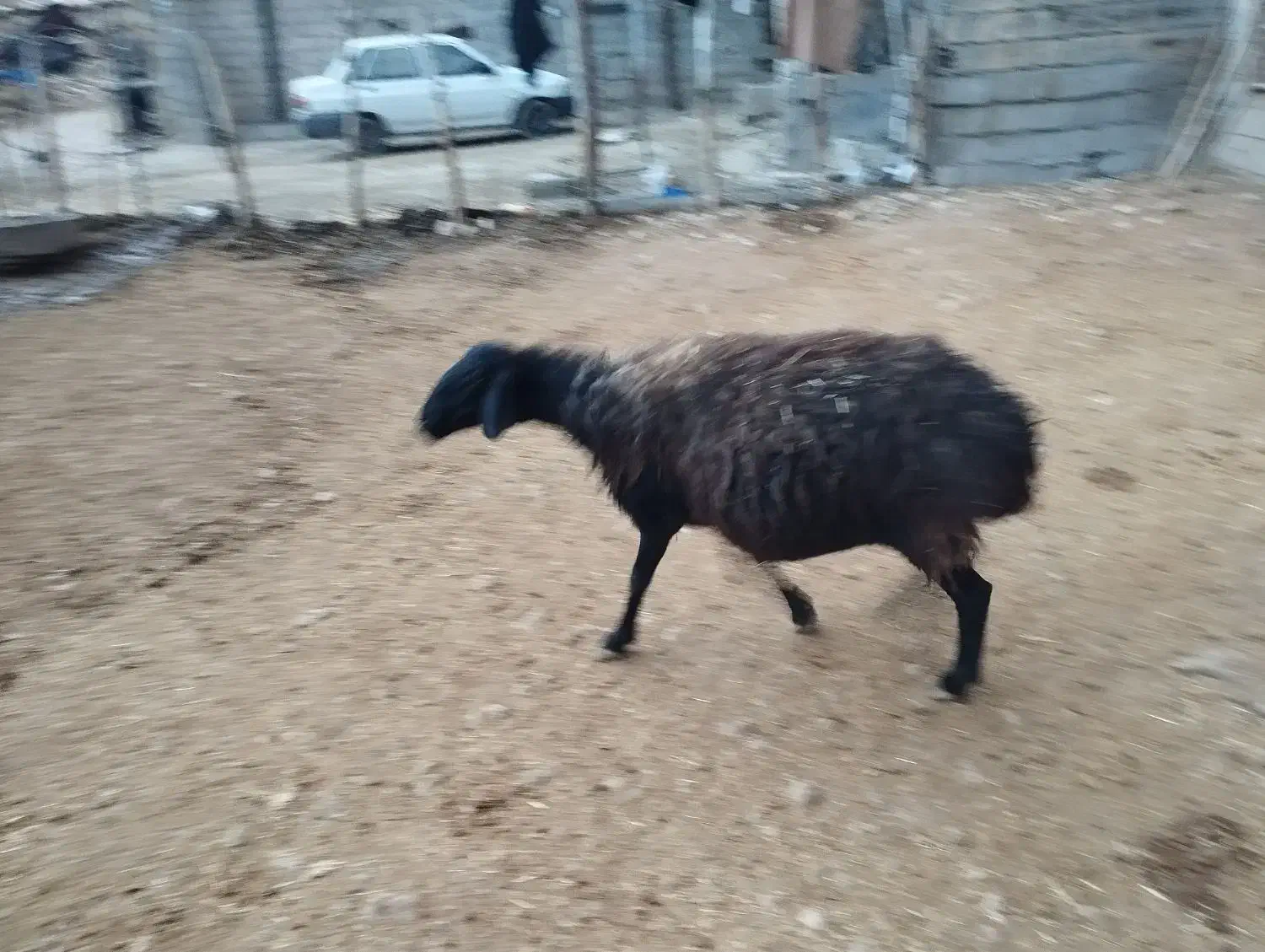 میش|حیوانات مزرعه|کوزران, |دیوار