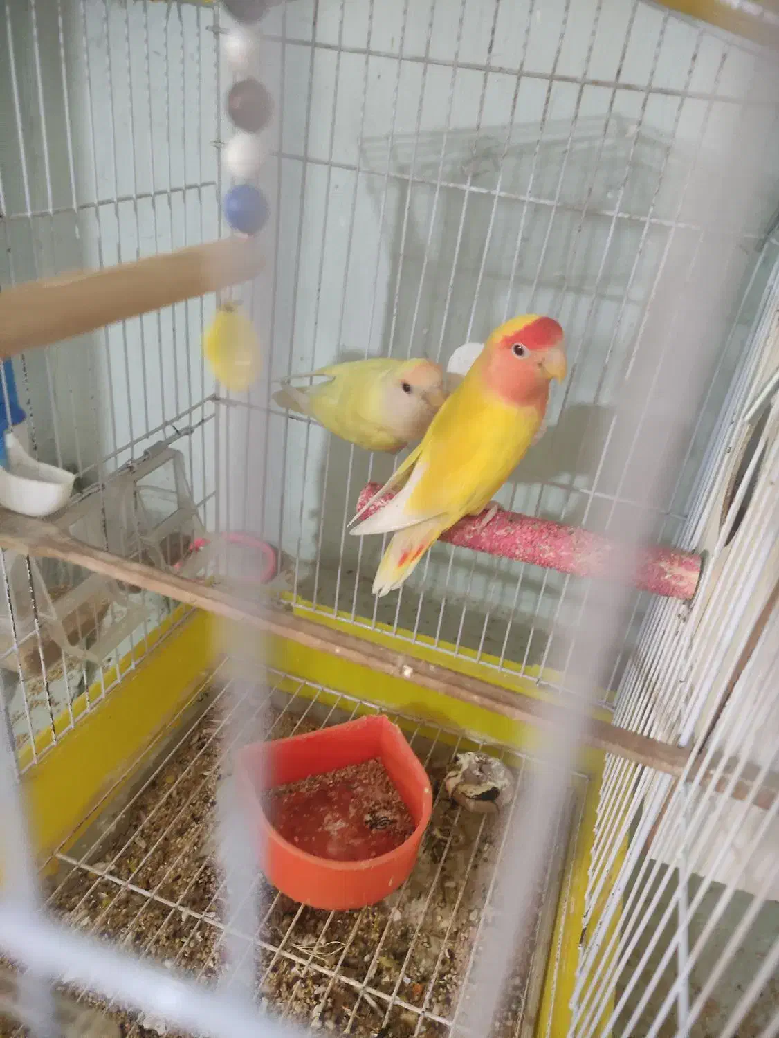 تعداد حیوان دارای جوجه وتخم|پرنده|یزد, |دیوار