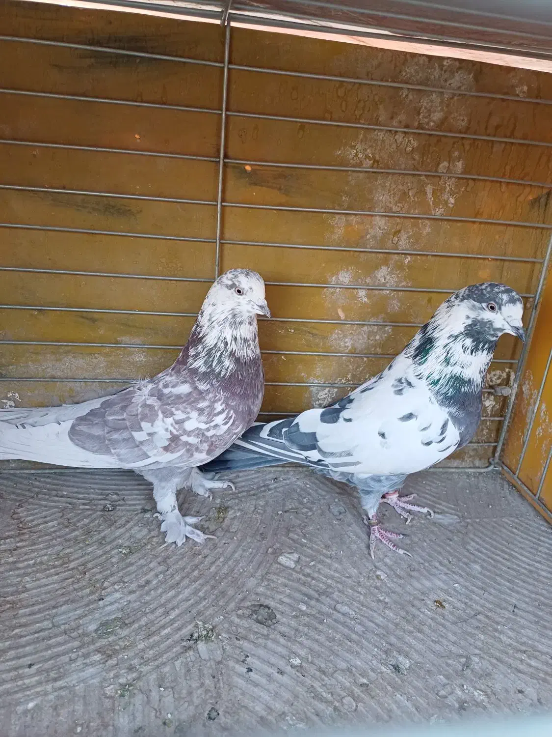 فروش کفتر|پرنده|اصفهان, خانه اصفهان|دیوار