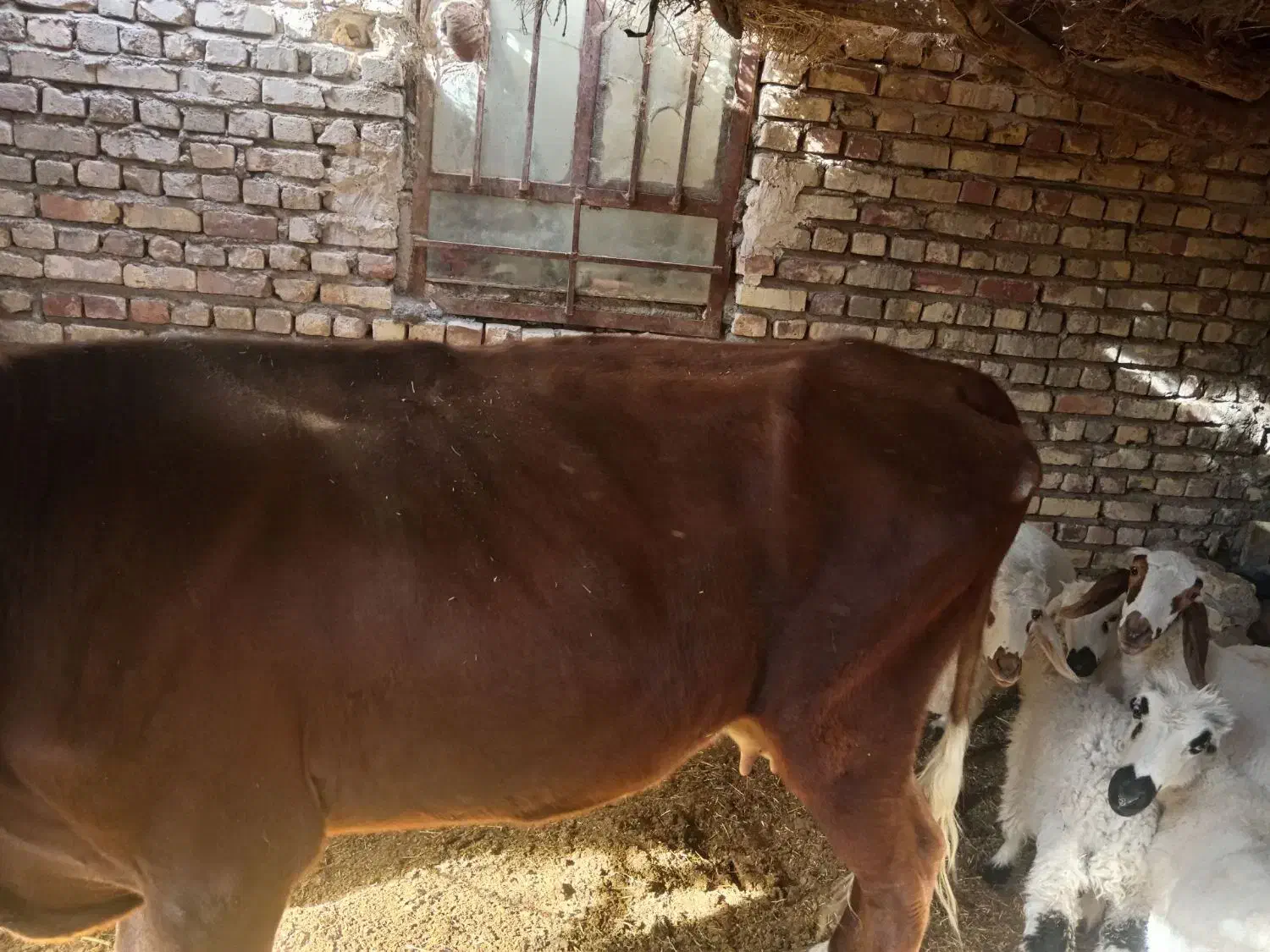 گاو با گوساله|حیوانات مزرعه|زابل, |دیوار