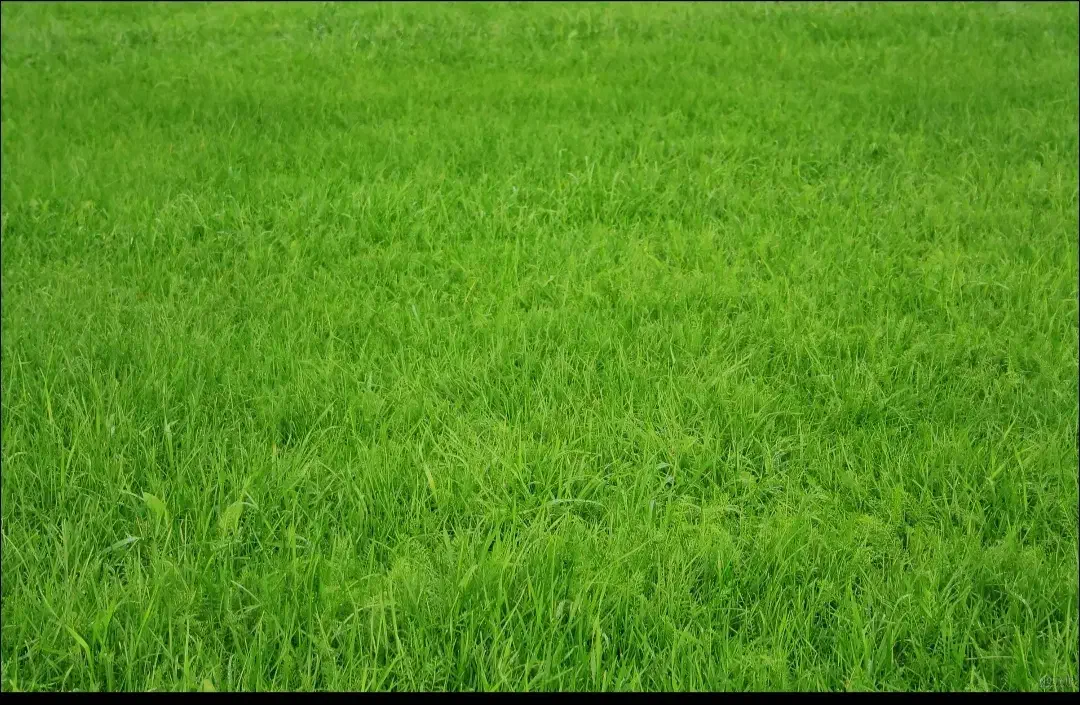 فروش زمین کشاورزی در میوا|فروش دفتر صنعتی، کشاورزی، تجاری|ملایر, |دیوار