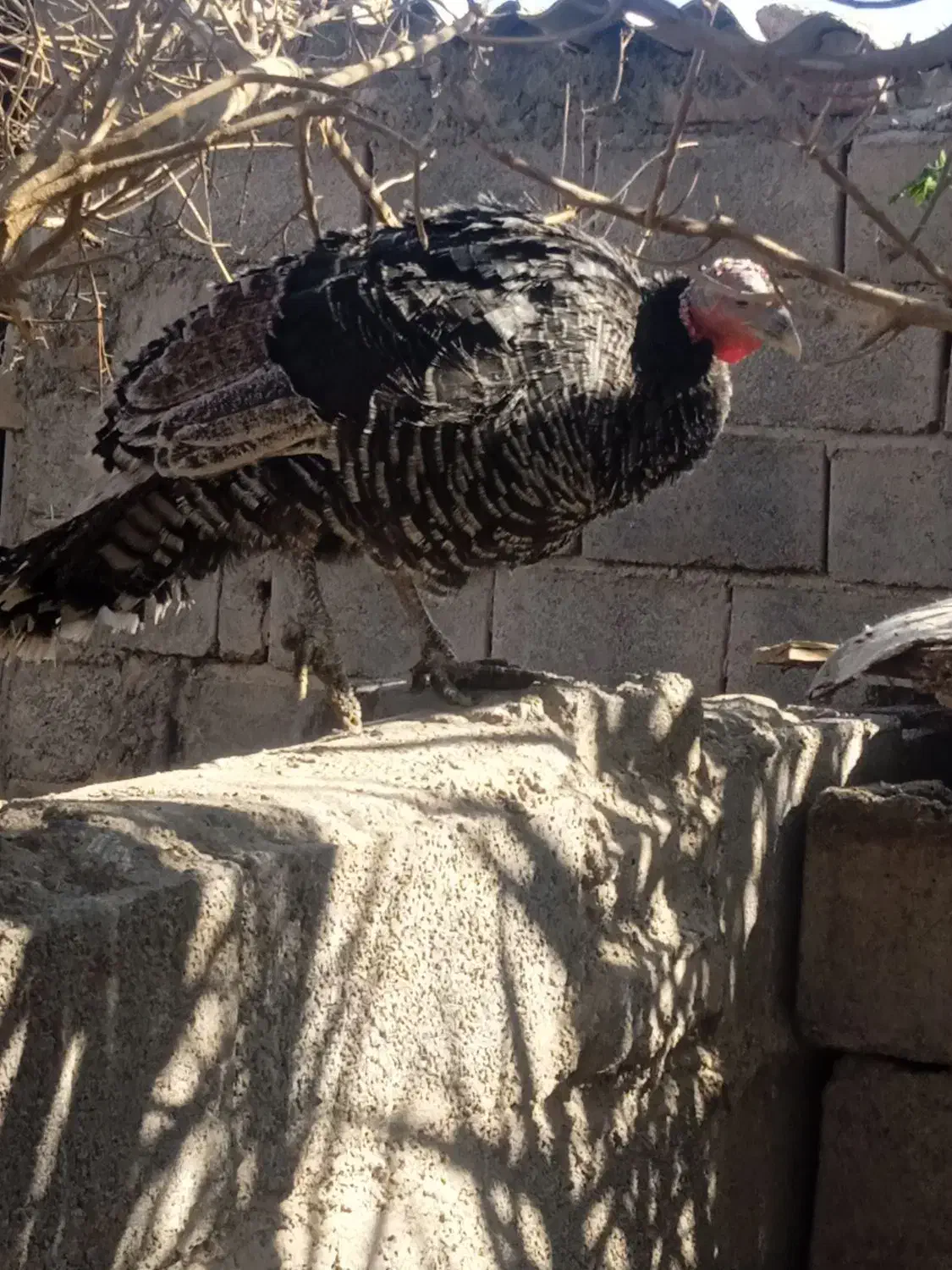 بوقلمو فروشی|حیوانات مزرعه|بم, |دیوار