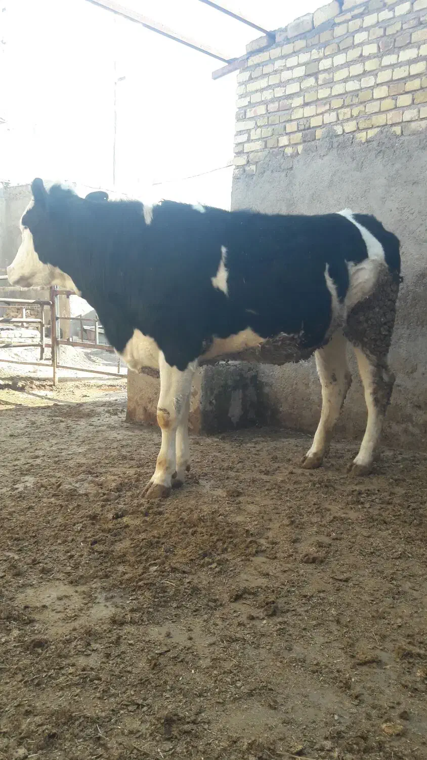 تلیسه چاق|حیوانات مزرعه|قزوین, |دیوار