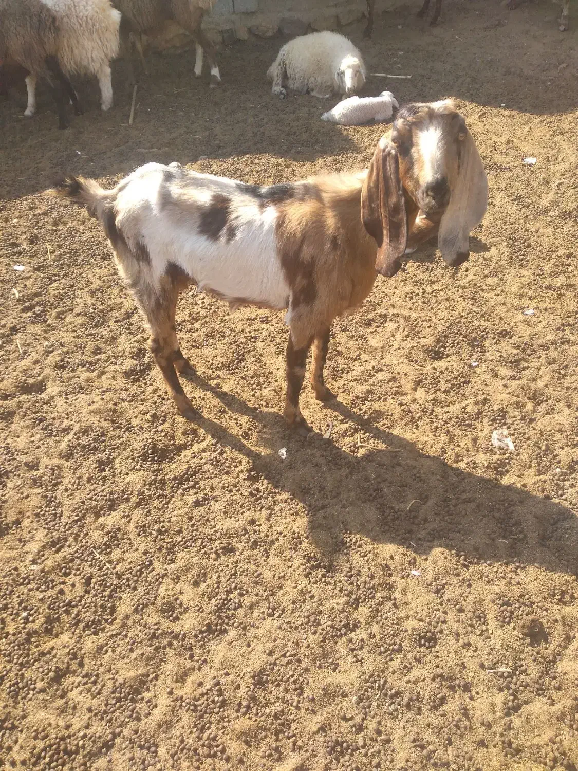 بز زایده|حیوانات مزرعه|رفسنجان, |دیوار