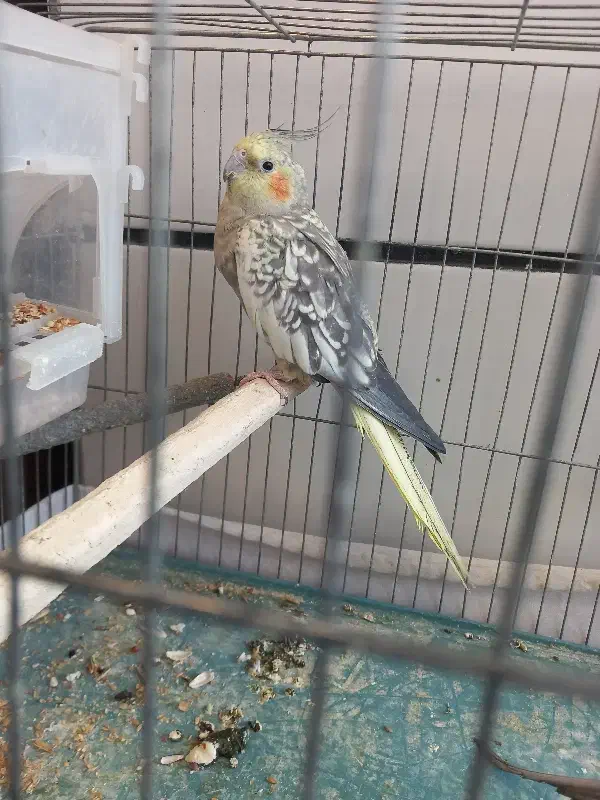 عروس هلندی زیبا|پرنده|قزوین, |دیوار