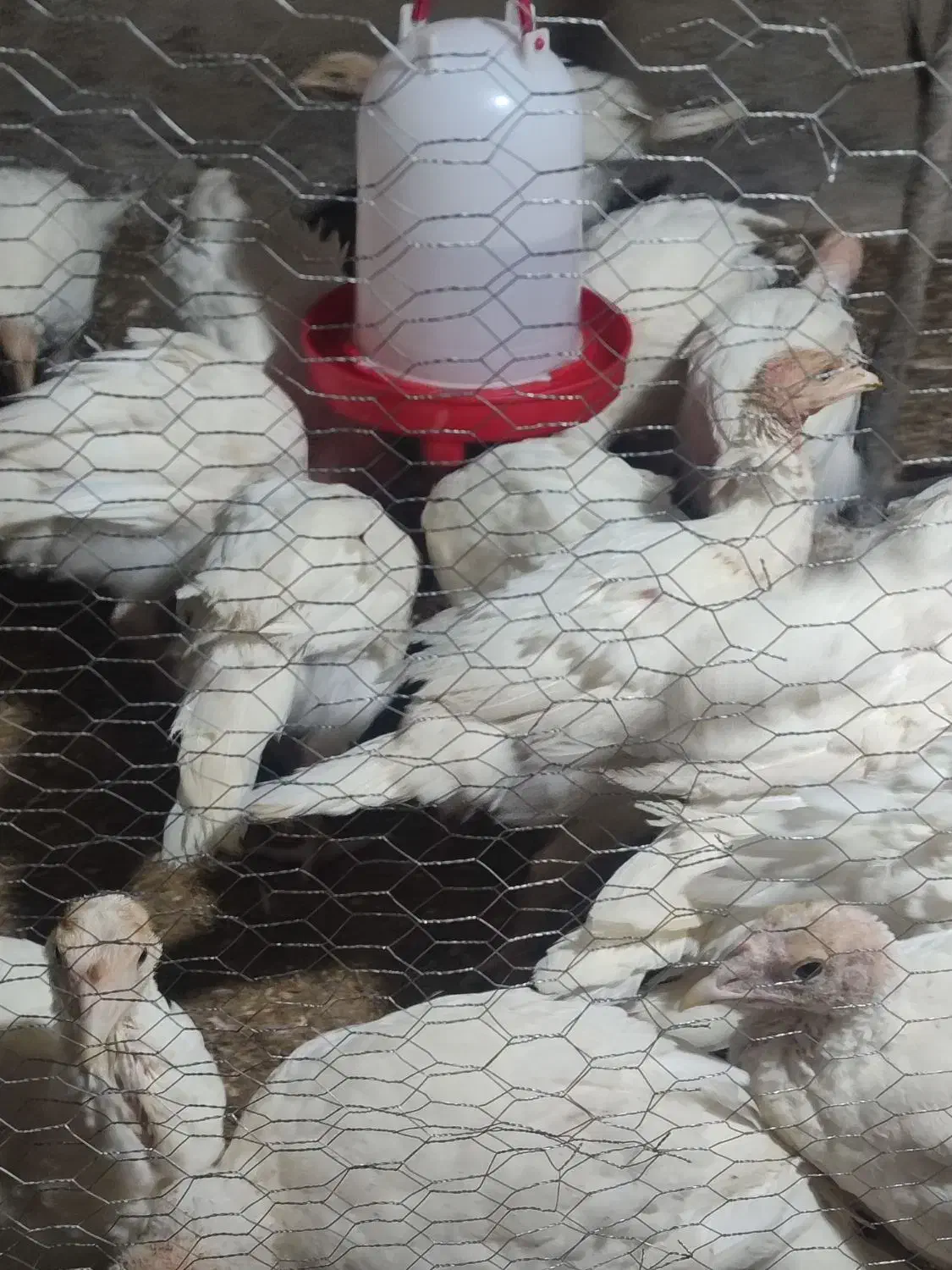 بوقلمون بیوتی ۶|حیوانات مزرعه|آزادشهر, |دیوار