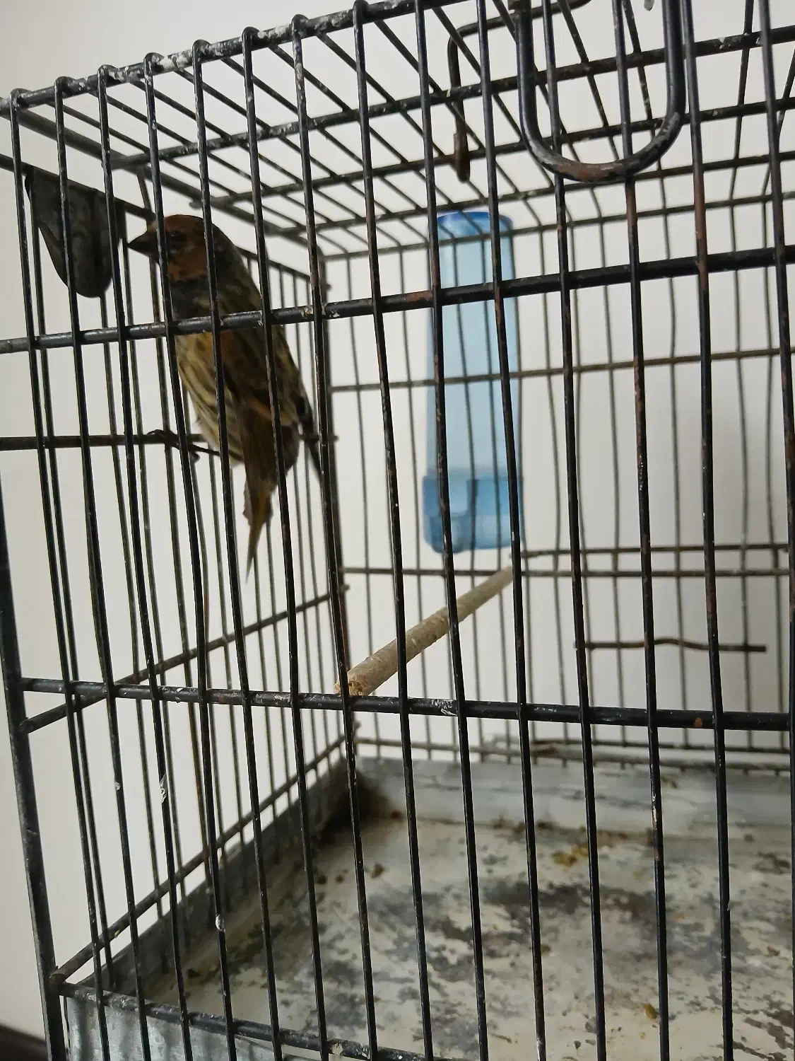 گلبسر مست درشت|پرنده|فردیس, شهرک شهید حسینی|دیوار