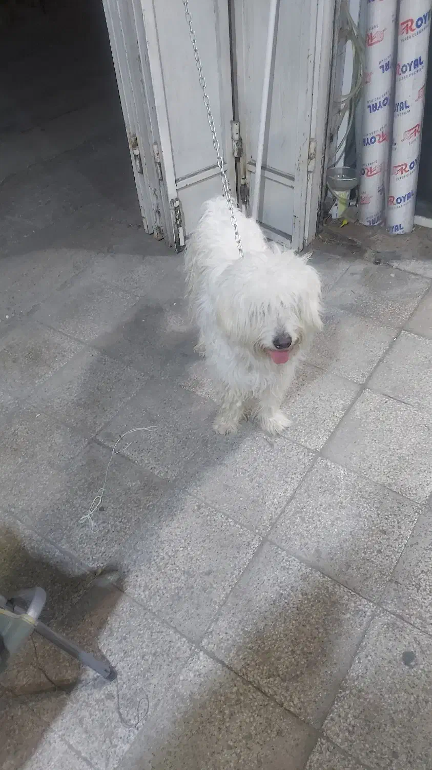 سگ پیدا شده|حیوانات|شیراز, حومه شیراز|دیوار