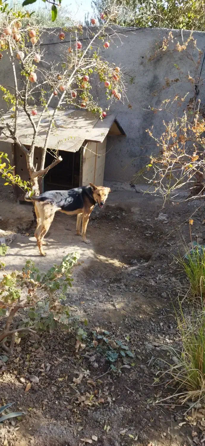 سگ ژرمن نگهبان|سگ|رباطکریم, شهرستانک|دیوار