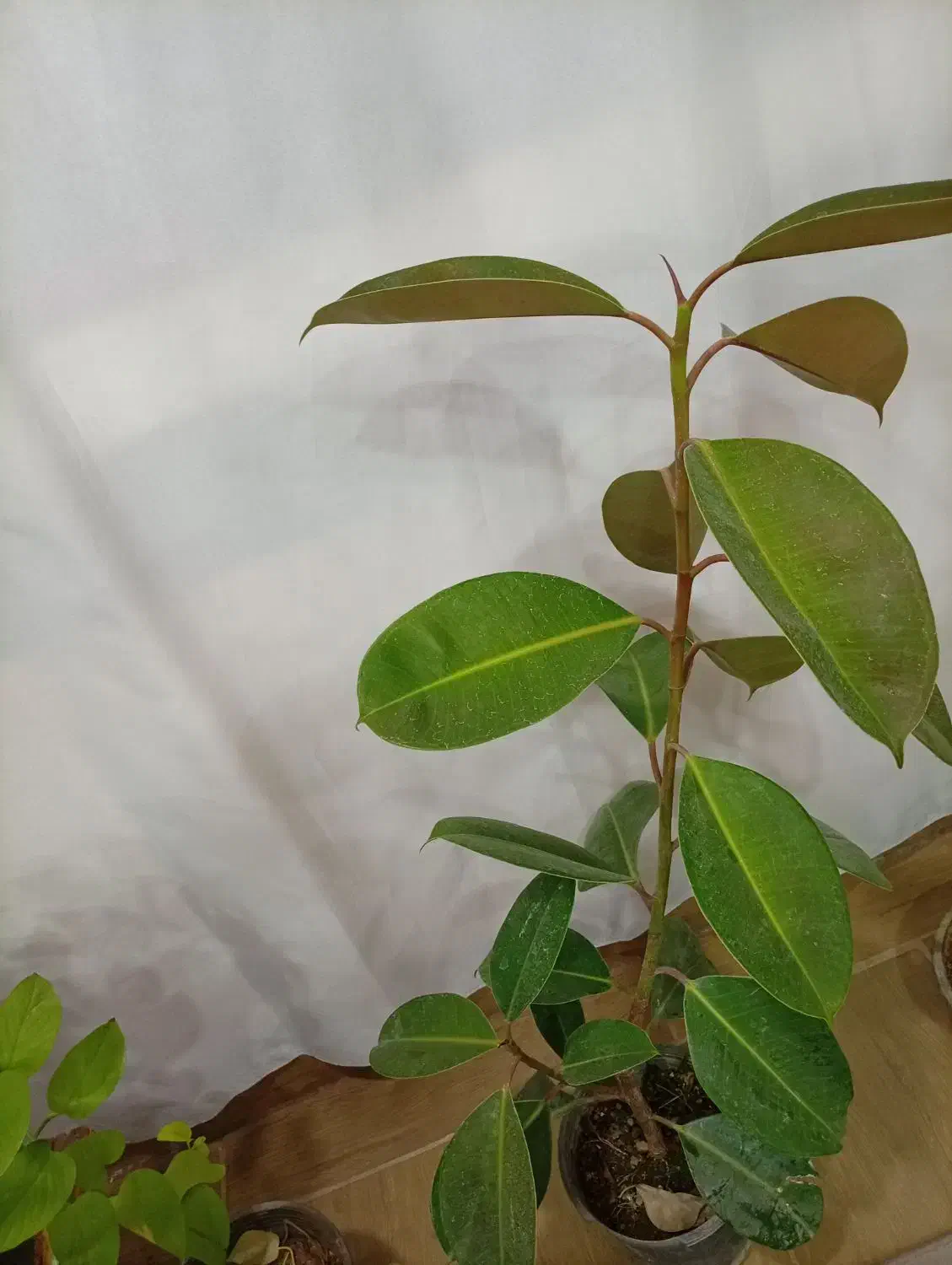 گل فیکوس|گل و گیاه طبیعی|بیرجند, |دیوار