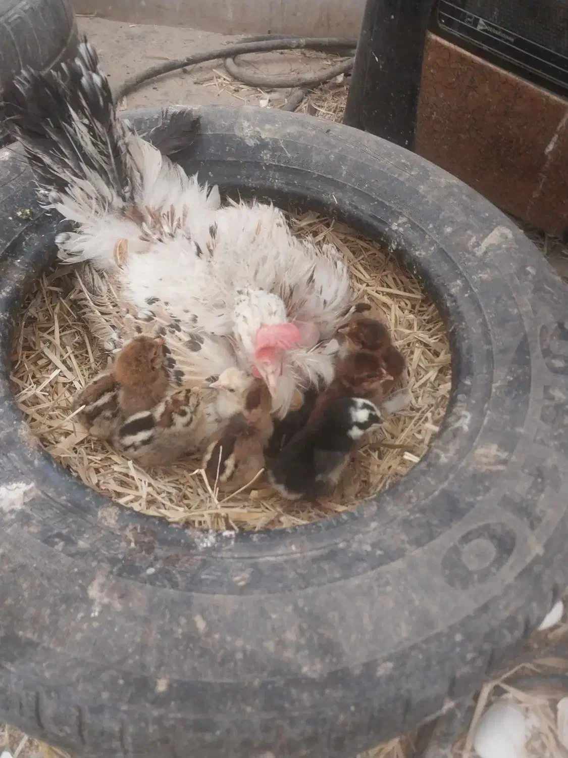 تخم مرغ نطفه دار|حیوانات مزرعه|یزد, |دیوار