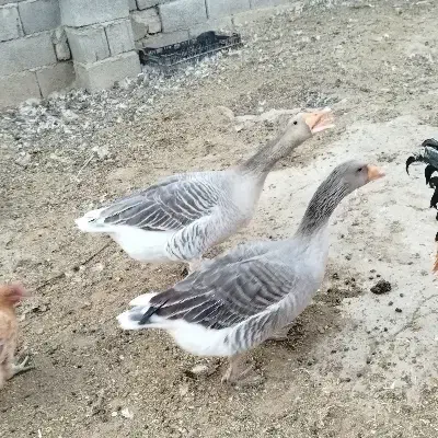 غاز|حیوانات مزرعه|مشهد, رباط طرق|دیوار