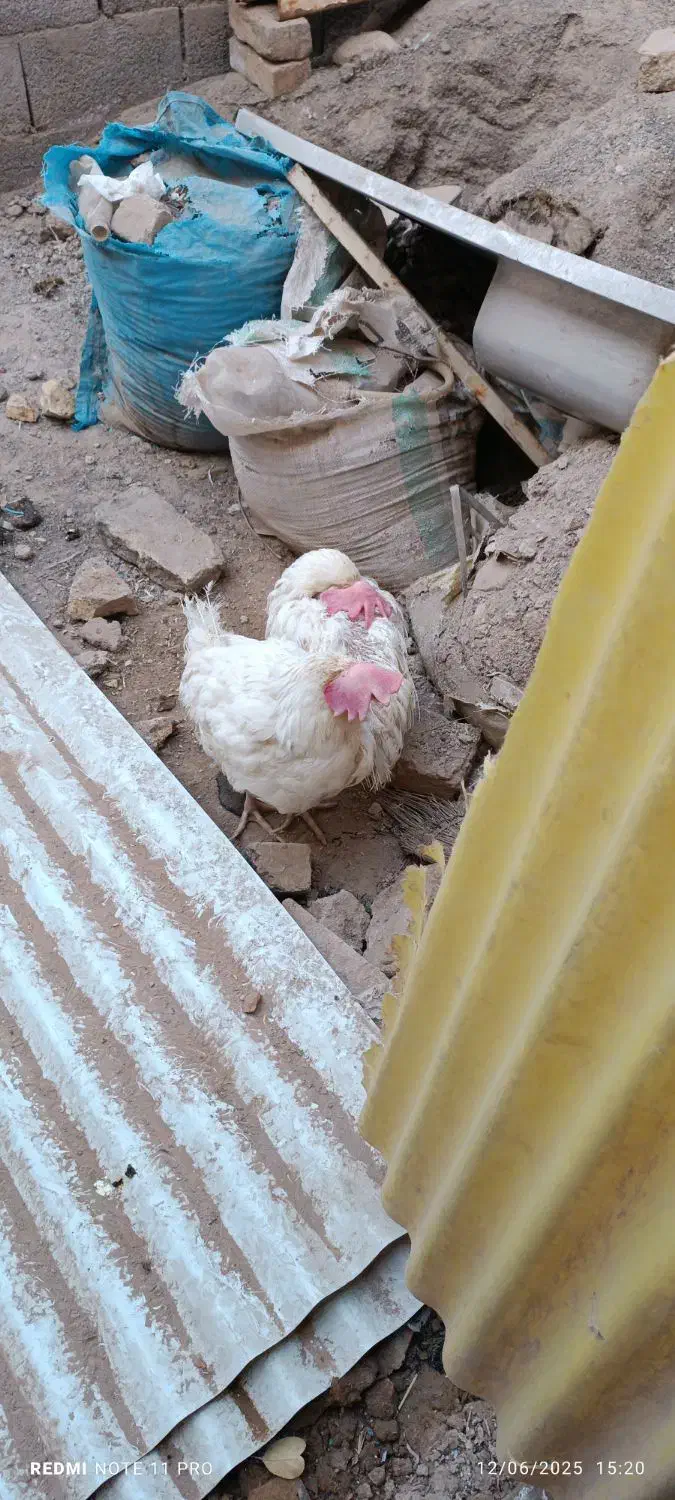 دو عدد مرغ سفید|حیوانات مزرعه|قم, چهار مردان|دیوار