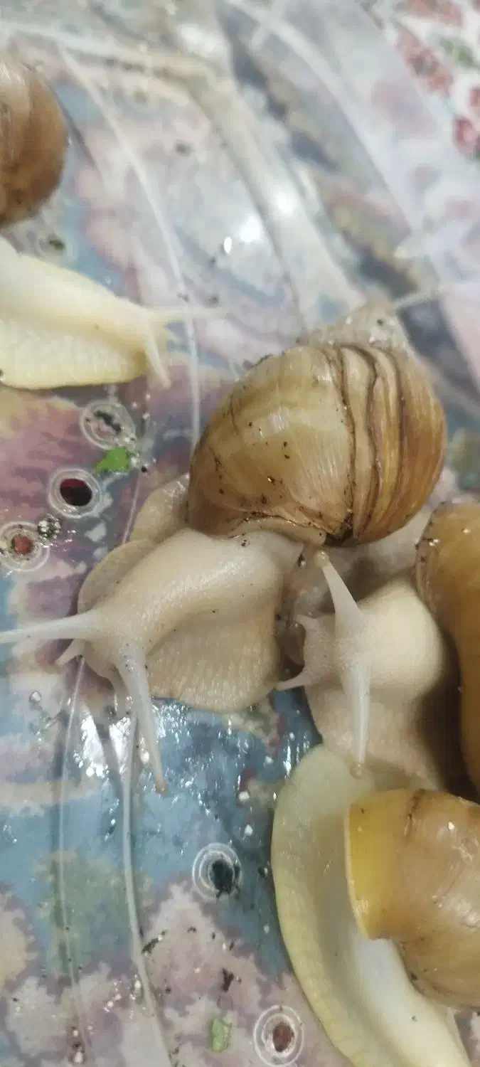 حلزون اچاتینا|آرایشی، بهداشتی، درمانی|تهران, جوادیه|دیوار