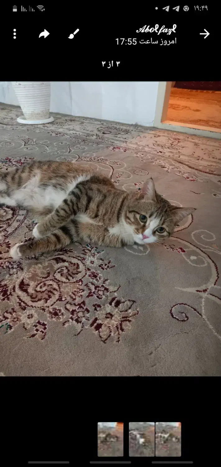 حیوان خانگی|گربه|جلگه رخ, |دیوار