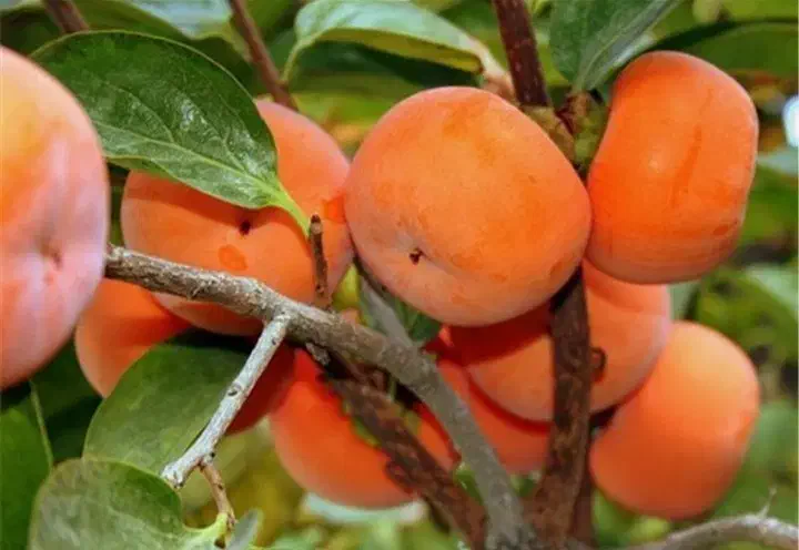 خرمالو|خوردنی و آشامیدنی|لاهیجان, یوسف آباد|دیوار