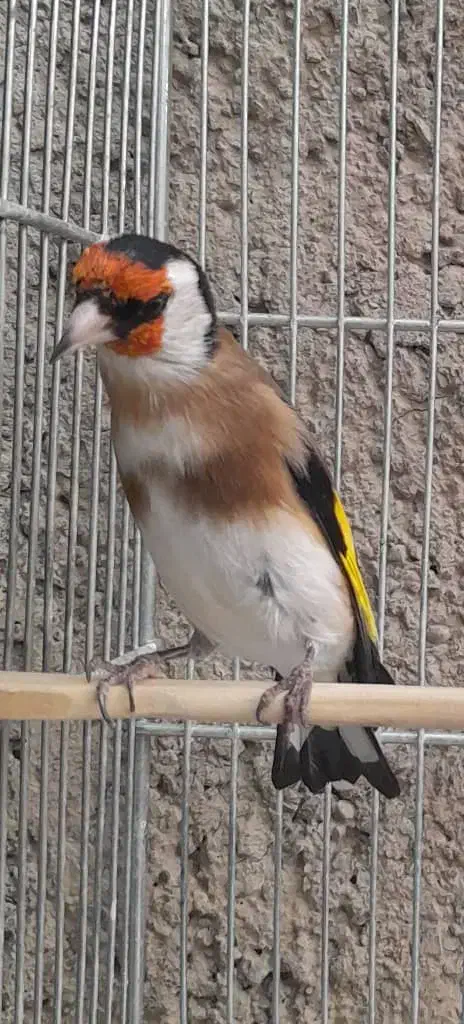 سهره نر قرص بخون|پرنده|پاکدشت, پاکدشت (مامازند)|دیوار