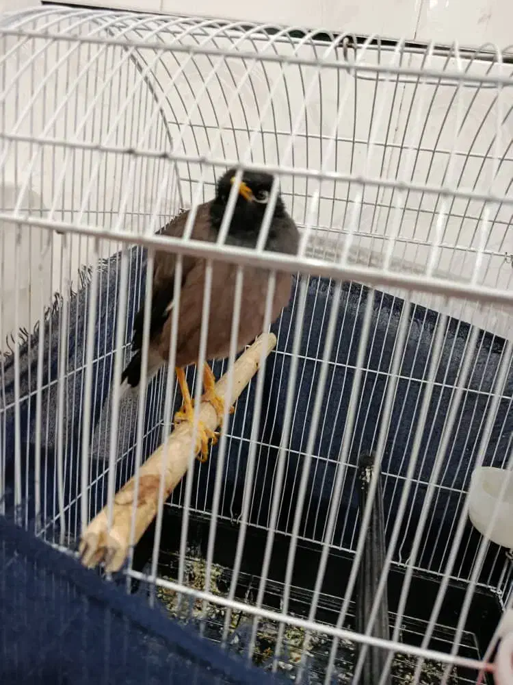 مرغ مینا|پرنده|فراشبند, |دیوار