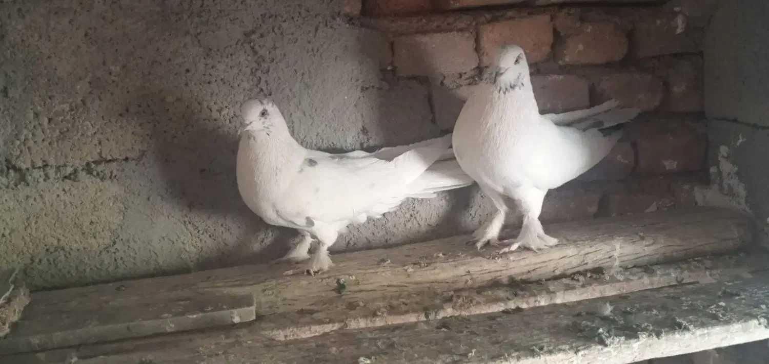 دوجفت مغز دار|پرنده|فارسان, |دیوار