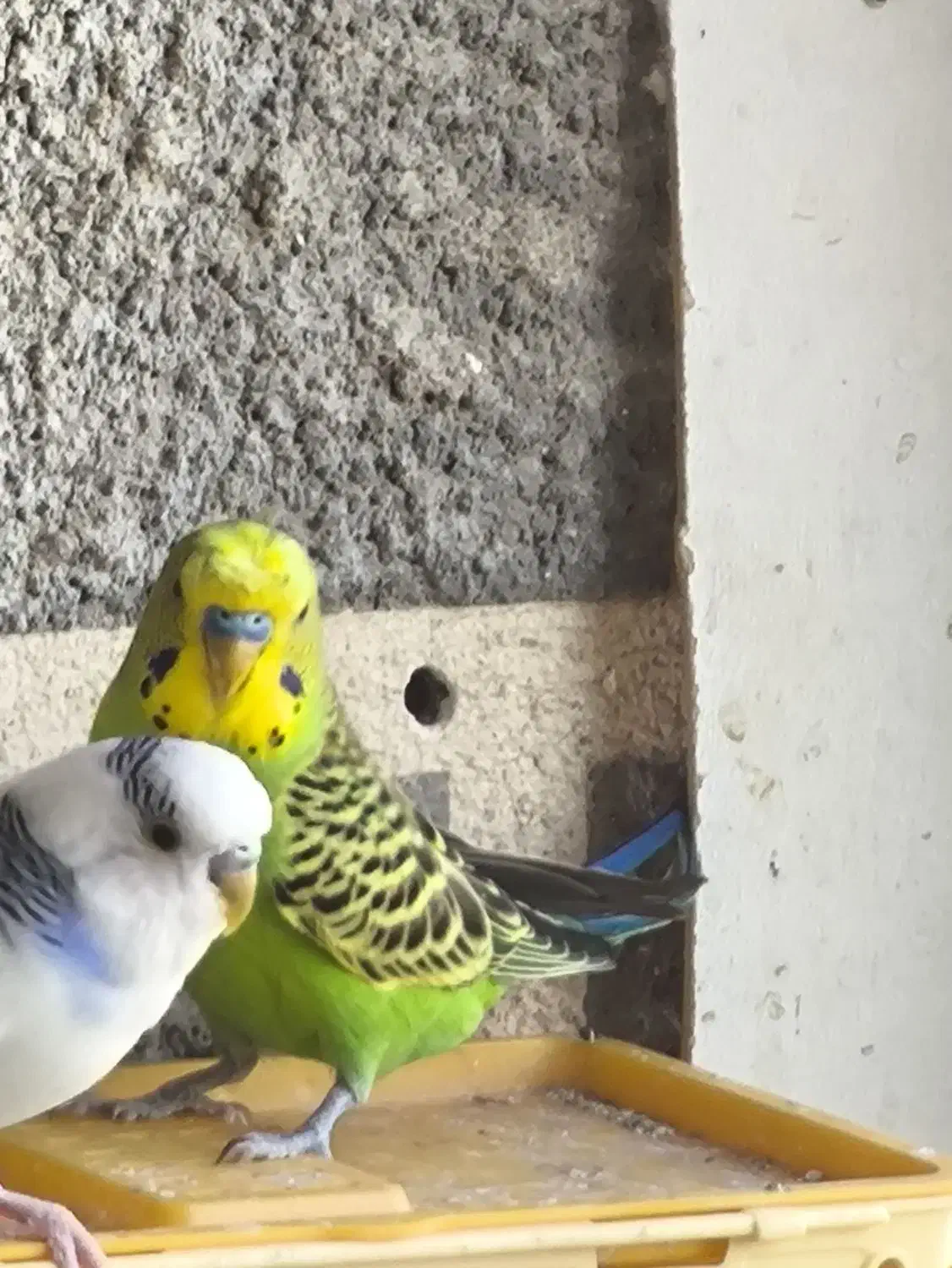 مرغ عشق|پرنده|کبودرآهنگ, |دیوار