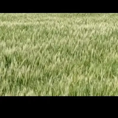 ۶ هکتار زمین کشاورزی|فروش دفتر صنعتی، کشاورزی، تجاری|امیدیه, |دیوار