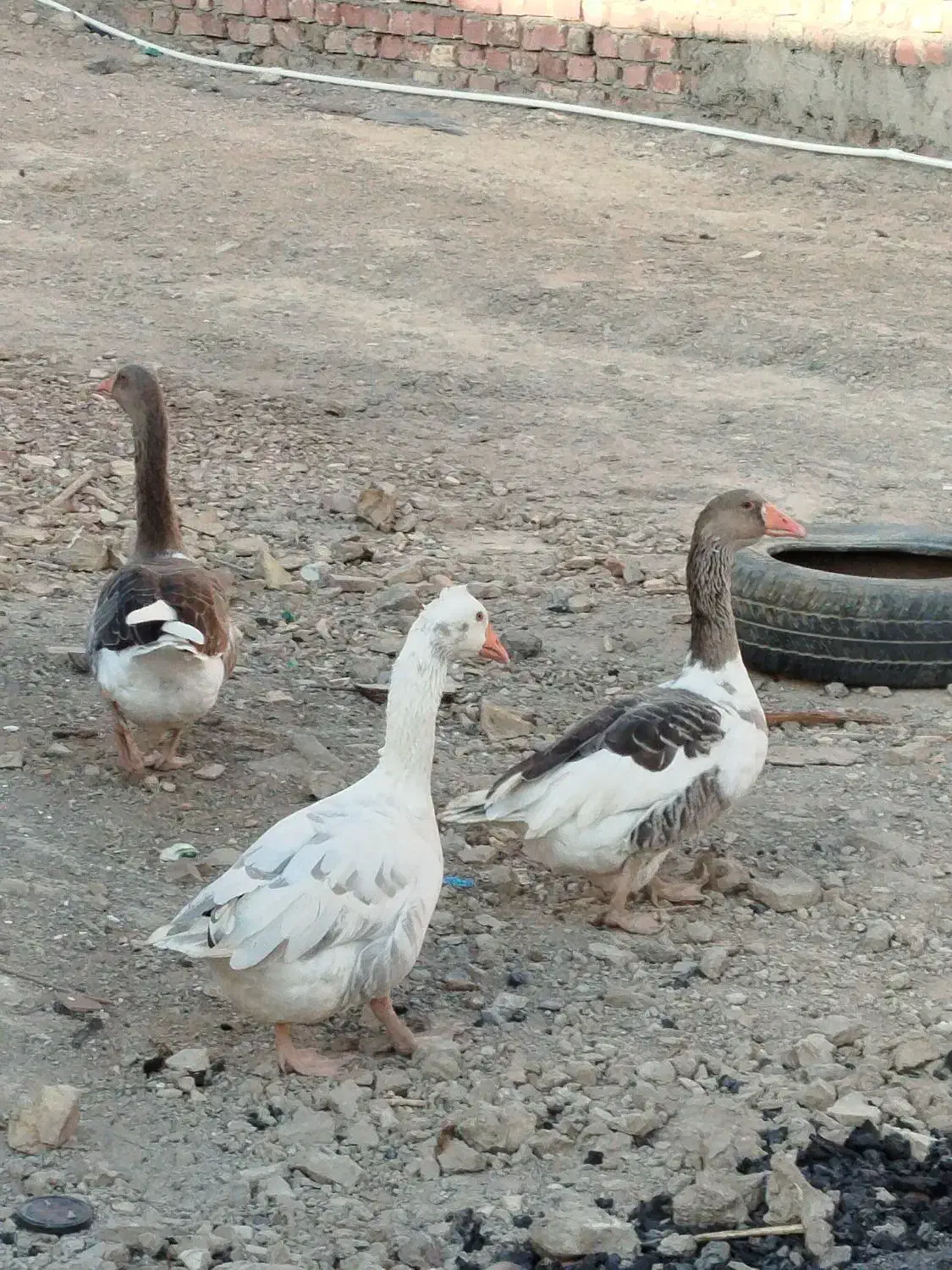 3تا بط صحیح و سالم با ضمانت تخم گذاری|حیوانات مزرعه|زابل, |دیوار