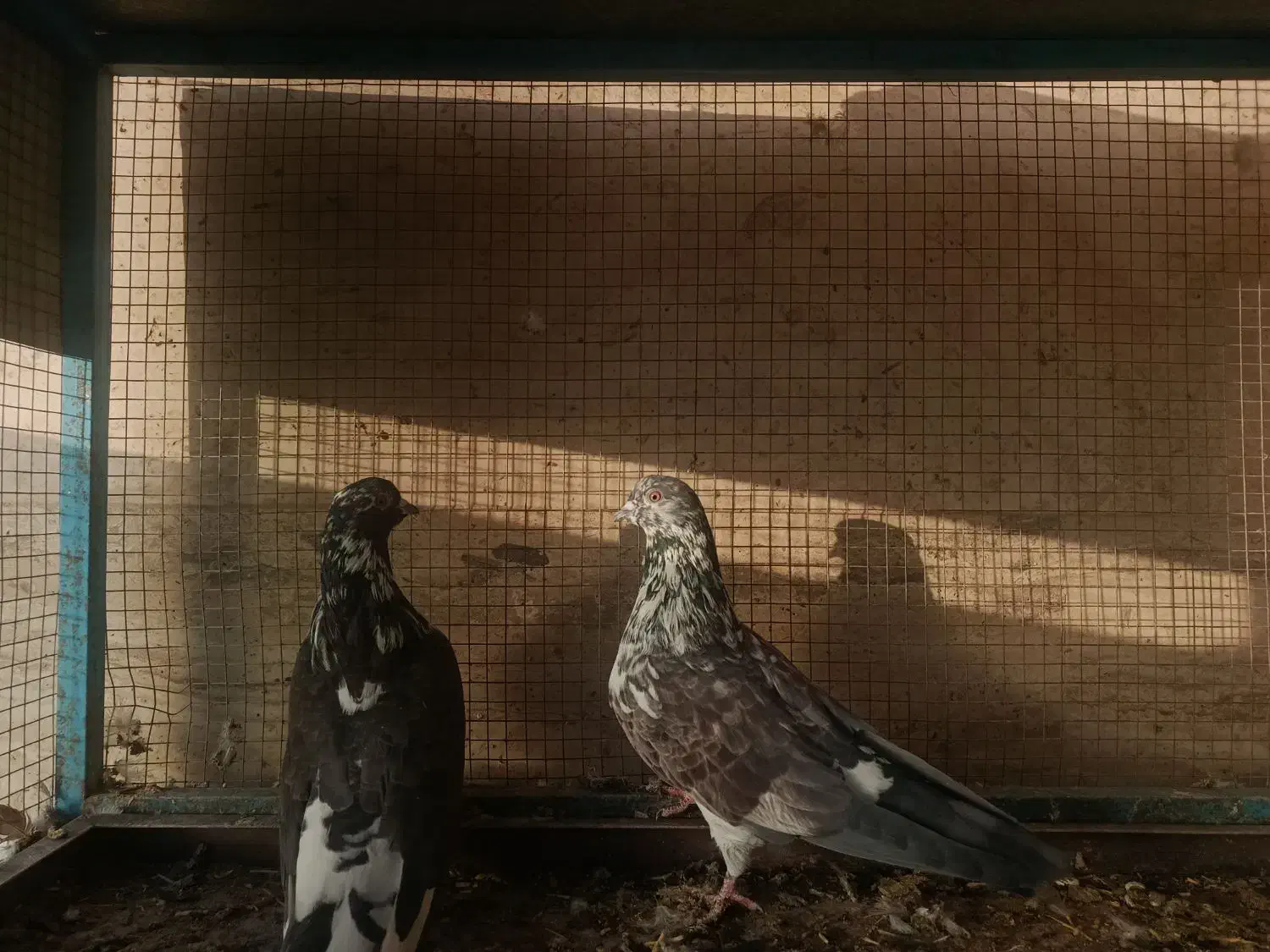 کفتر تهرونی سالم|پرنده|خمینیشهر, |دیوار