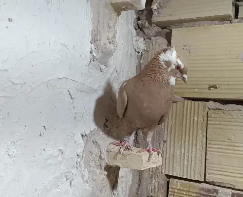 زرد ماده|پرنده|فردوس (خراسان), |دیوار