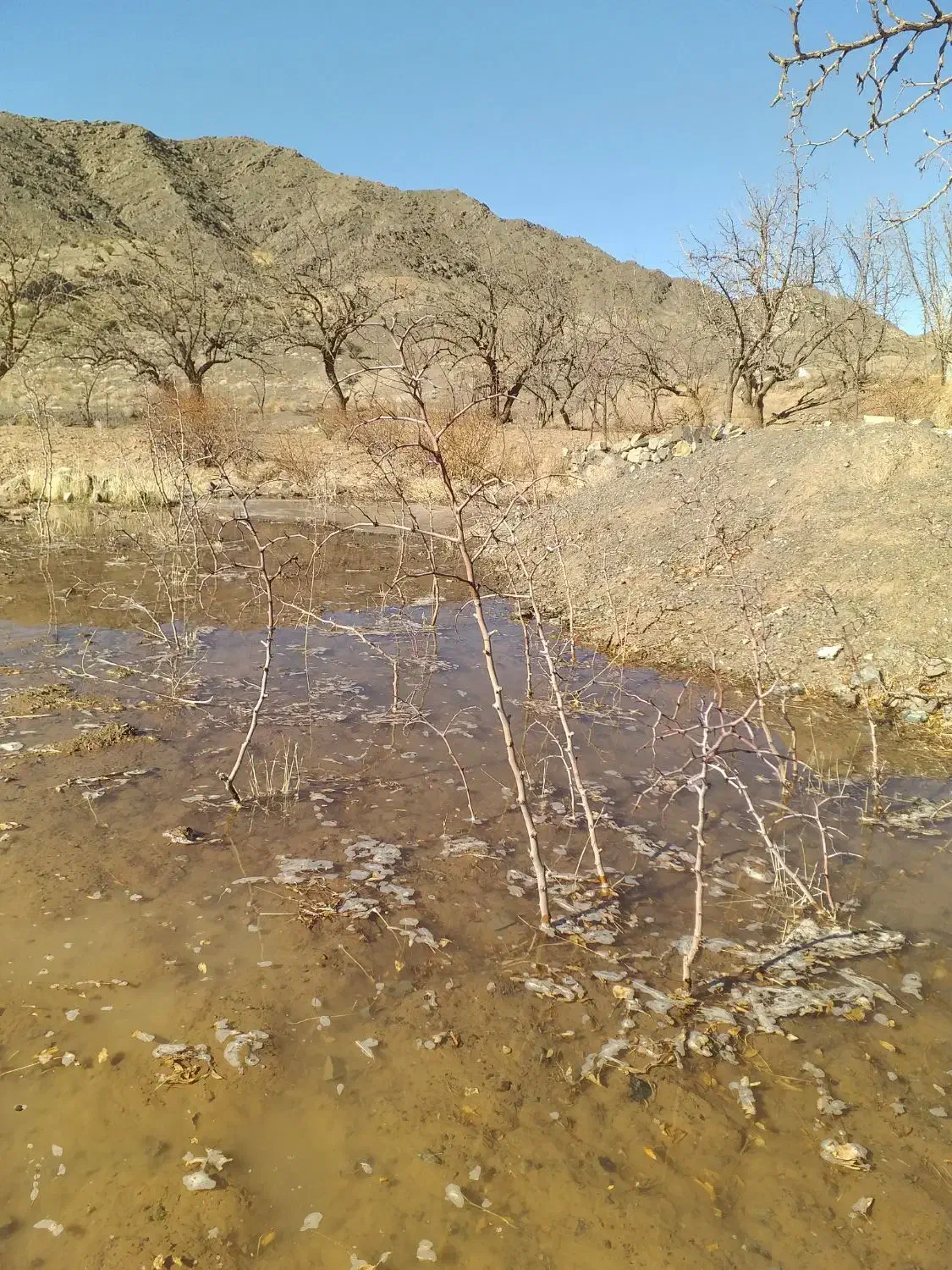 نهال عناب|خدمات باغبانی و درختکاری|مود, |دیوار