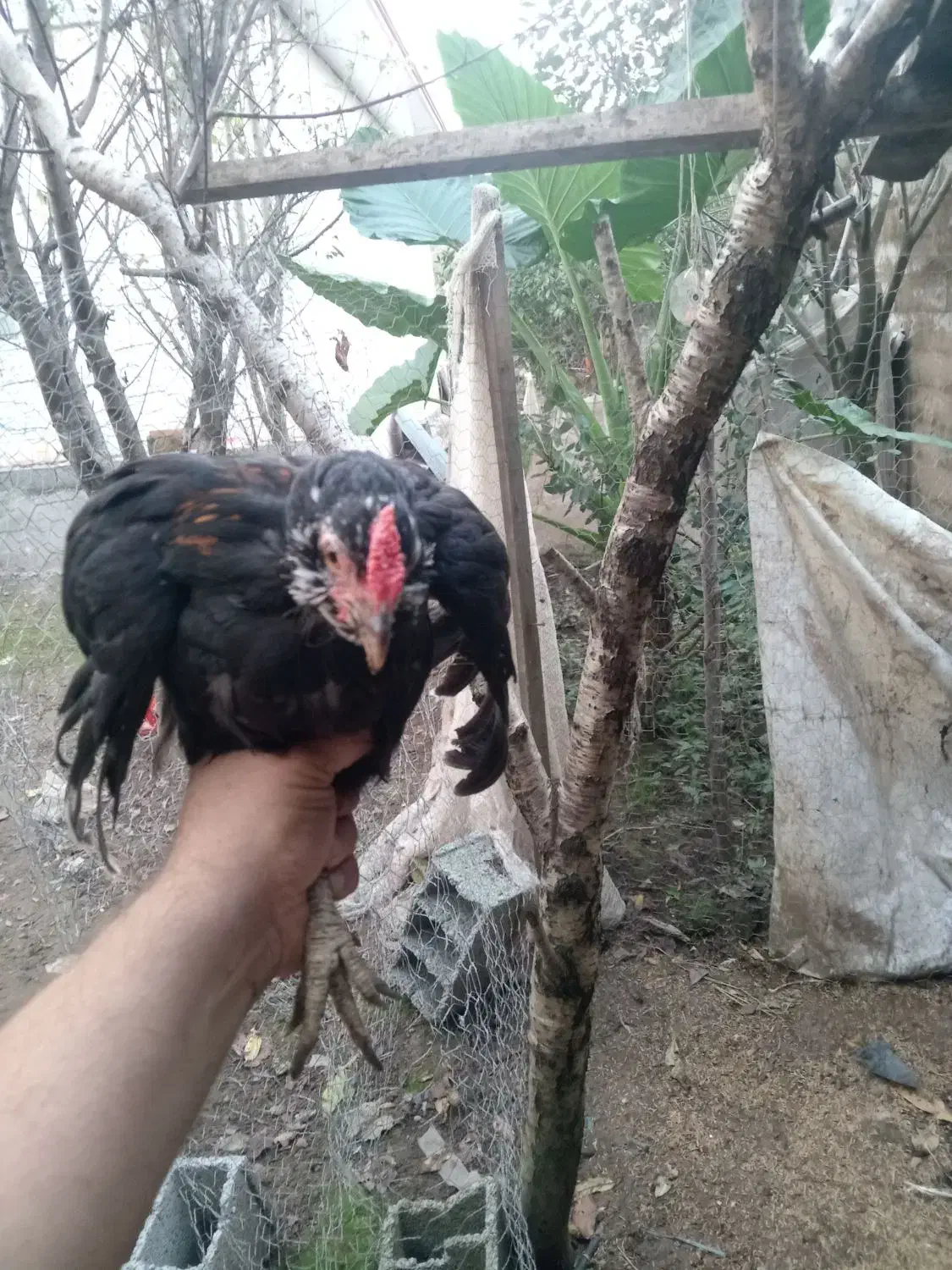 مرغ گلین|حیوانات مزرعه|رشت, بیجارپس|دیوار