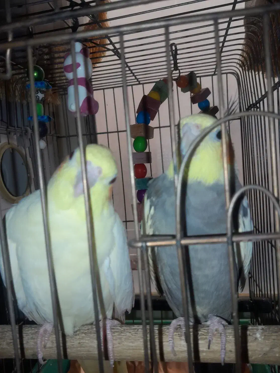 جفت عروس هلندی مولد هستن|پرنده|پاکدشت, پاکدشت (مامازند)|دیوار