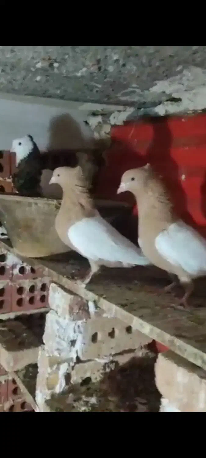 3جفت سینه زرد|پرنده|جلفا, |دیوار