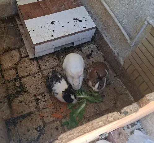 خرگوش|موش و خرگوش|شیراز, انجیر|دیوار