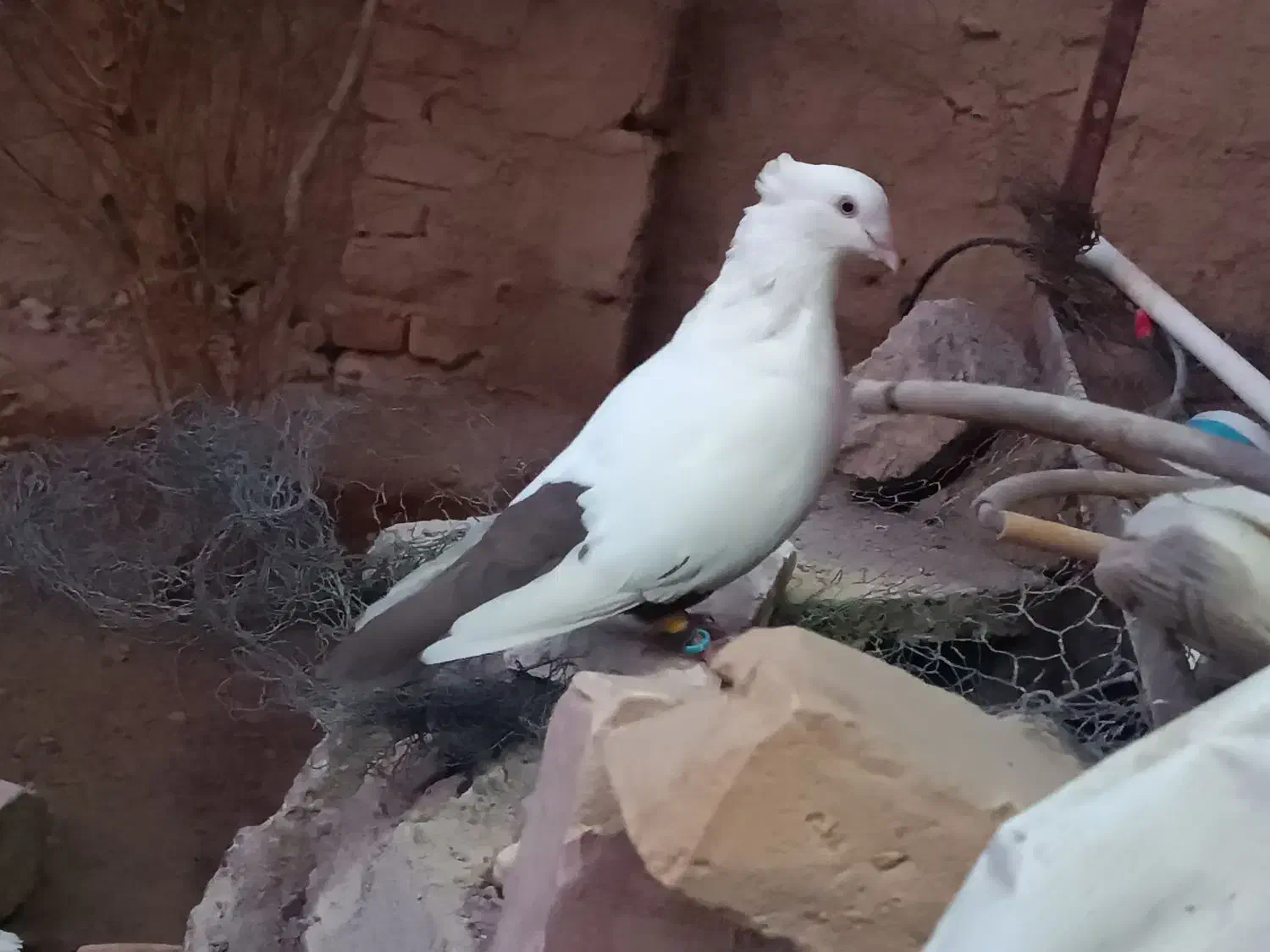 نر دمبی  عروسک|پرنده|هامون, |دیوار