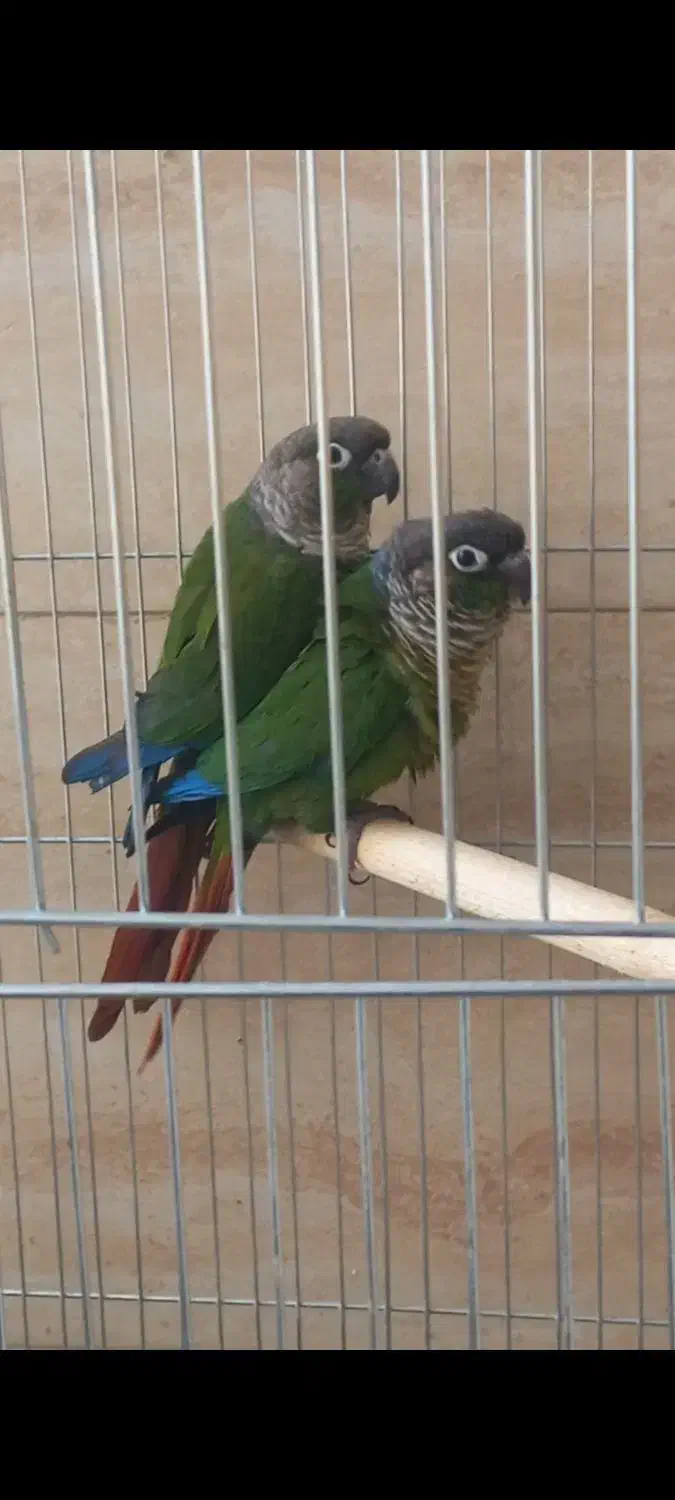 دو جفت طوطی گرینچیک|پرنده|پاکدشت, حصار امیر|دیوار