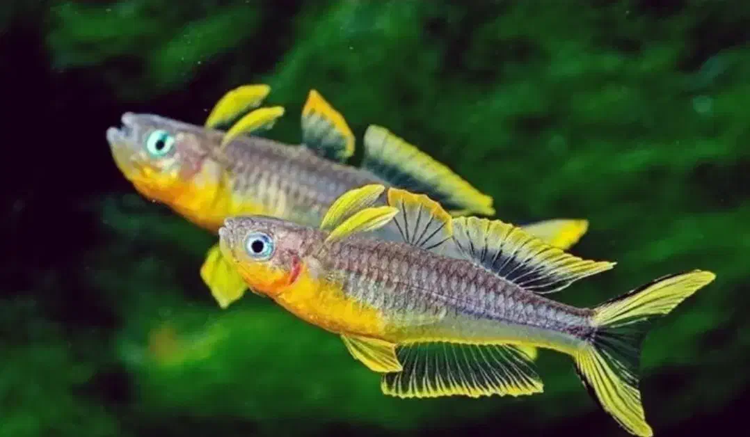 ماهی کت فیش، انواع انوبیاس، ماهی های مخصوص پلنت|ماهی|تبریز, |دیوار