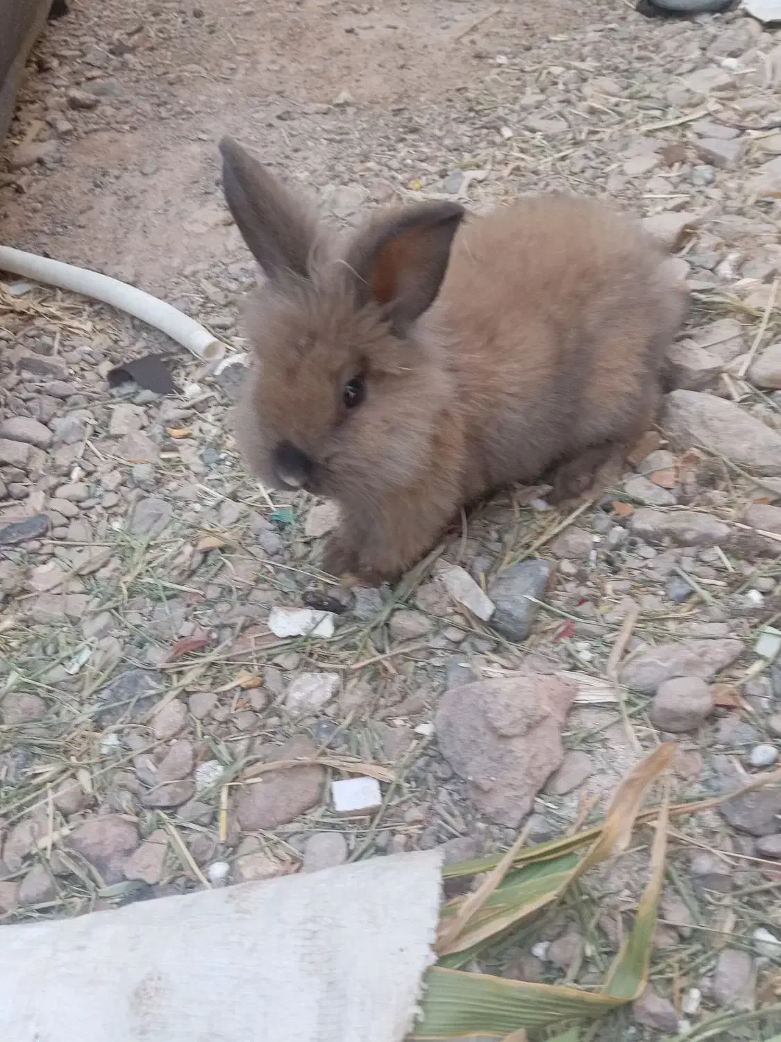 لپ بامزه|موش و خرگوش|قائن, |دیوار