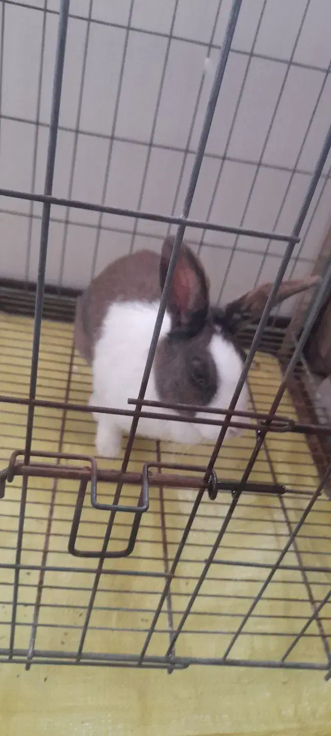 خرگوش نرو ماده|موش و خرگوش|پرند, فاز ۵|دیوار