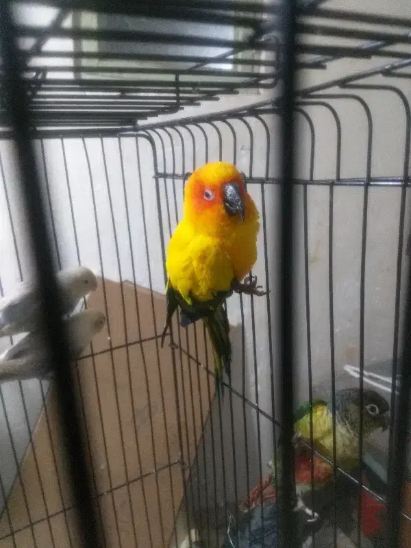 طوطی خورشیدی هفترنگ|پرنده|زرند, |دیوار