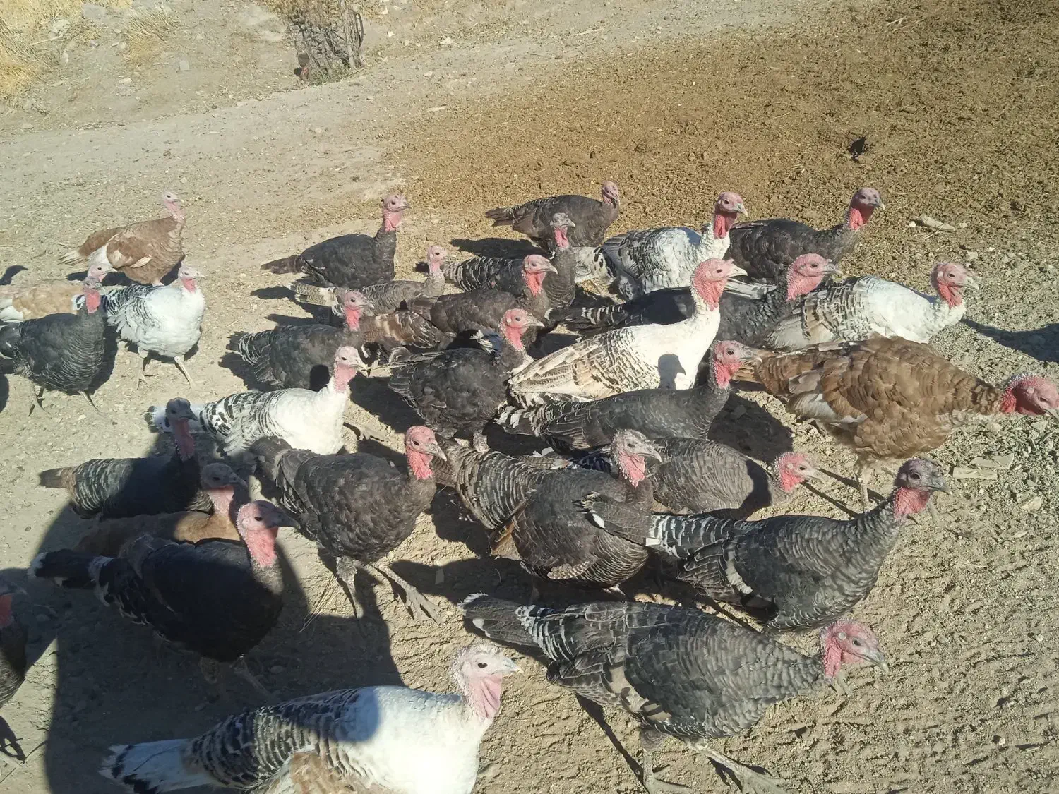 بوقلمون نر و ماده فروشی|حیوانات مزرعه|دهگلان, |دیوار